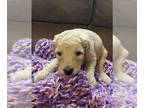 Goldendoodle PUPPY FOR SALE ADN-781967 - Beautiful creamy Goldendoodle