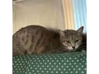 Adopt Remi a Domestic Short Hair