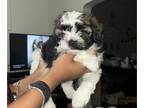 Zuchon PUPPY FOR SALE ADN-781968 - Two Male Teddy Bear Puppies