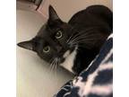 Adopt Oreo a Domestic Short Hair