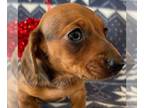 Dachshund PUPPY FOR SALE ADN-781971 - Mini Dachshund