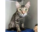 Adopt Toph a Domestic Short Hair