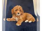 Cavapoo PUPPY FOR SALE ADN-781973 - Cavapoo