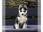 Siberian Husky PUPPY FOR SALE ADN-781977 - AKC Siberian Husky