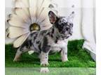 French Bulldog PUPPY FOR SALE ADN-781979 - Adorable AKC French Bulldog Puppies