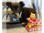 Chihuahua PUPPY FOR SALE ADN-781983 - AKC Mystic