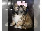 ShihPoo PUPPY FOR SALE ADN-781985 - Shihtzu Toy Poodle mix