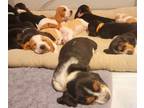 Basset Hound PUPPY FOR SALE ADN-781990 - Basset Hound Puppies