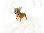 Chihuahua PUPPY FOR SALE ADN-781992 - Tiny Pinky