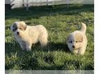 Great Pyrenees PUPPY FOR SALE ADN-781996 - Great Pyrenees LGD puppy