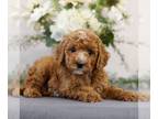 Goldendoodle (Miniature) PUPPY FOR SALE ADN-781998 - f1bb Mini Goldendoodle