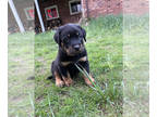 Anatolian Shepherd-Rottweiler Mix PUPPY FOR SALE ADN-782003 - Going FAST