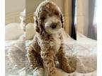 Goldendoodle PUPPY FOR SALE ADN-782005 - Elite NC GoldenDoodles