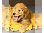 Goldendoodle PUPPY FOR SALE ADN-782013 - F1bb Apricot Teddy Bear Mini