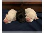 Labrador Retriever PUPPY FOR SALE ADN-782017 - White Black English Labradors
