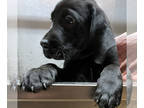 Labrador Retriever PUPPY FOR SALE ADN-782021 - akc black lab