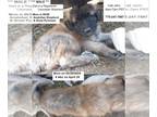 Anatolian Shepherd-Caucasian Shepherd Dog Mix PUPPY FOR SALE ADN-782022 -