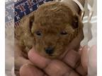 Poodle (Toy) PUPPY FOR SALE ADN-782040 - Female Toy Poodle AKC