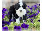 Sheepadoodle PUPPY FOR SALE ADN-782043 - Gorgeous sheepadoodles