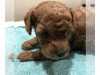 Poodle (Toy) PUPPY FOR SALE ADN-782044 - Female Toy Poodle AKC