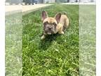 French Bulldog PUPPY FOR SALE ADN-782045 - Honey AKC registered