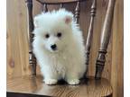 American Eskimo Dog PUPPY FOR SALE ADN-782046 - Purebred Miniature American