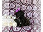 Poodle (Miniature) PUPPY FOR SALE ADN-782048 - 10 lb Mini Poodle Puppy