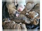 Boxer PUPPY FOR SALE ADN-782051 - BEAUTIFUL BOXER BABIES