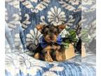 Yorkshire Terrier PUPPY FOR SALE ADN-782061 - Toy size Yorkie Puppy
