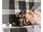 Yorkshire Terrier PUPPY FOR SALE ADN-782064 - Toy size Yorkie Puppy