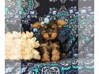 Yorkshire Terrier PUPPY FOR SALE ADN-782066 - Toy size Yorkie Puppy