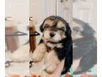 Morkie-Poodle (Toy) Mix PUPPY FOR SALE ADN-782076 - Non Shedding