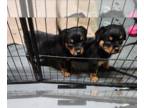Rottweiler PUPPY FOR SALE ADN-782078 - German extra large guardian Rottweiler