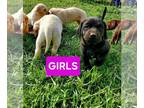 Mastiff-Poodle (Standard) Mix PUPPY FOR SALE ADN-782080 - Mastiffdoodle Puppies
