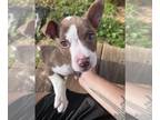 Mutt DOG FOR ADOPTION ADN-781837 - FREE 10 week old Mixed Breed Puppies