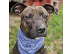 Adopt Rosie a Mixed Breed, Terrier