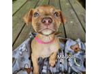Adopt Maggie a Mixed Breed, Terrier