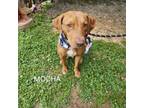 Adopt Mocha a Mixed Breed, Hound