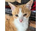 Adopt Melina a Domestic Short Hair