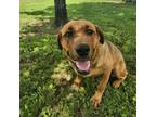 Adopt Laverne a Mixed Breed