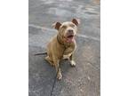 Adopt Tequila a Pit Bull Terrier, Mixed Breed