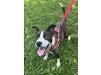Adopt Celeste a Mixed Breed, American Staffordshire Terrier