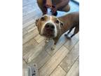 Adopt Kelly a Pit Bull Terrier, Mixed Breed