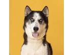 Adopt Sky a Husky