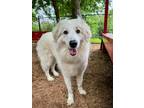 Adopt Leia a Great Pyrenees, Mixed Breed