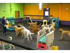 Business For Sale: Pet Care Business Including Dog Day Care