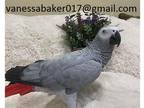 MJ African Grey Parrot Birds