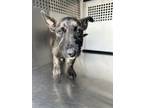 Adopt 55798915 a Terrier, Mixed Breed