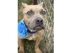 Adopt Tula a Pit Bull Terrier, Mixed Breed