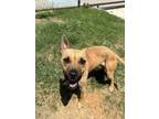 Adopt Lil Bit a Black Mouth Cur, Mixed Breed